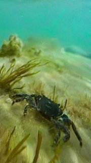 Мистер Крабс 🦀🪸🌊