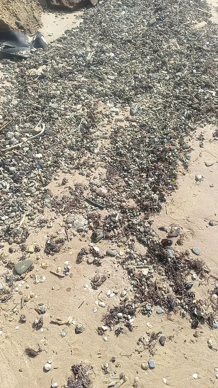 Снова выбросы пальмового масла на побережье Чёрного моря — район посёлка Волна, порт Тамань.