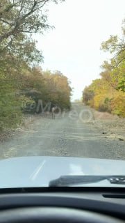Кавказский благородный олень: «хозяин леса» не боится машин