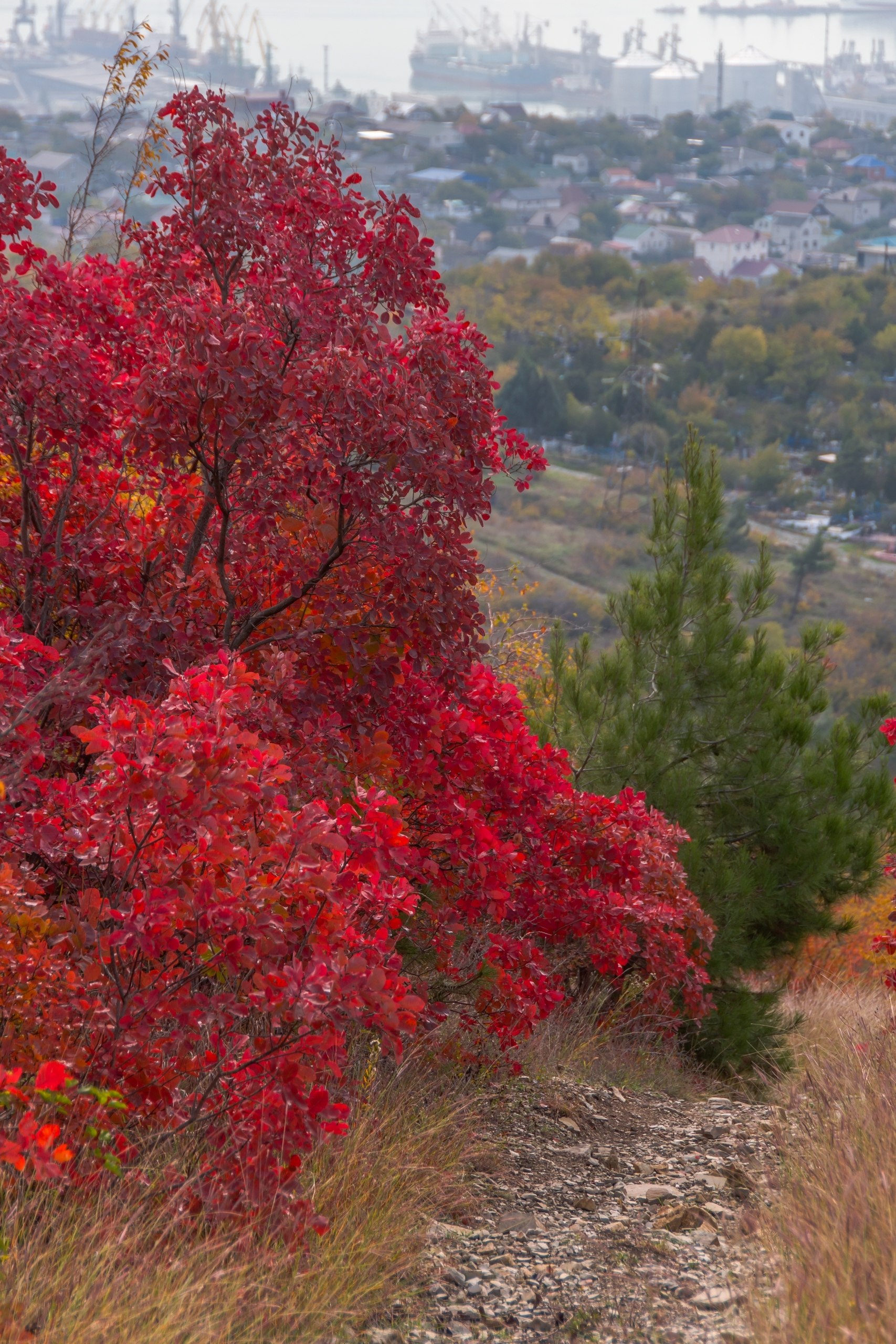 Скумпия в горах Новороссийска от @Sega_Black_Sea_nvrsk🍁🍂